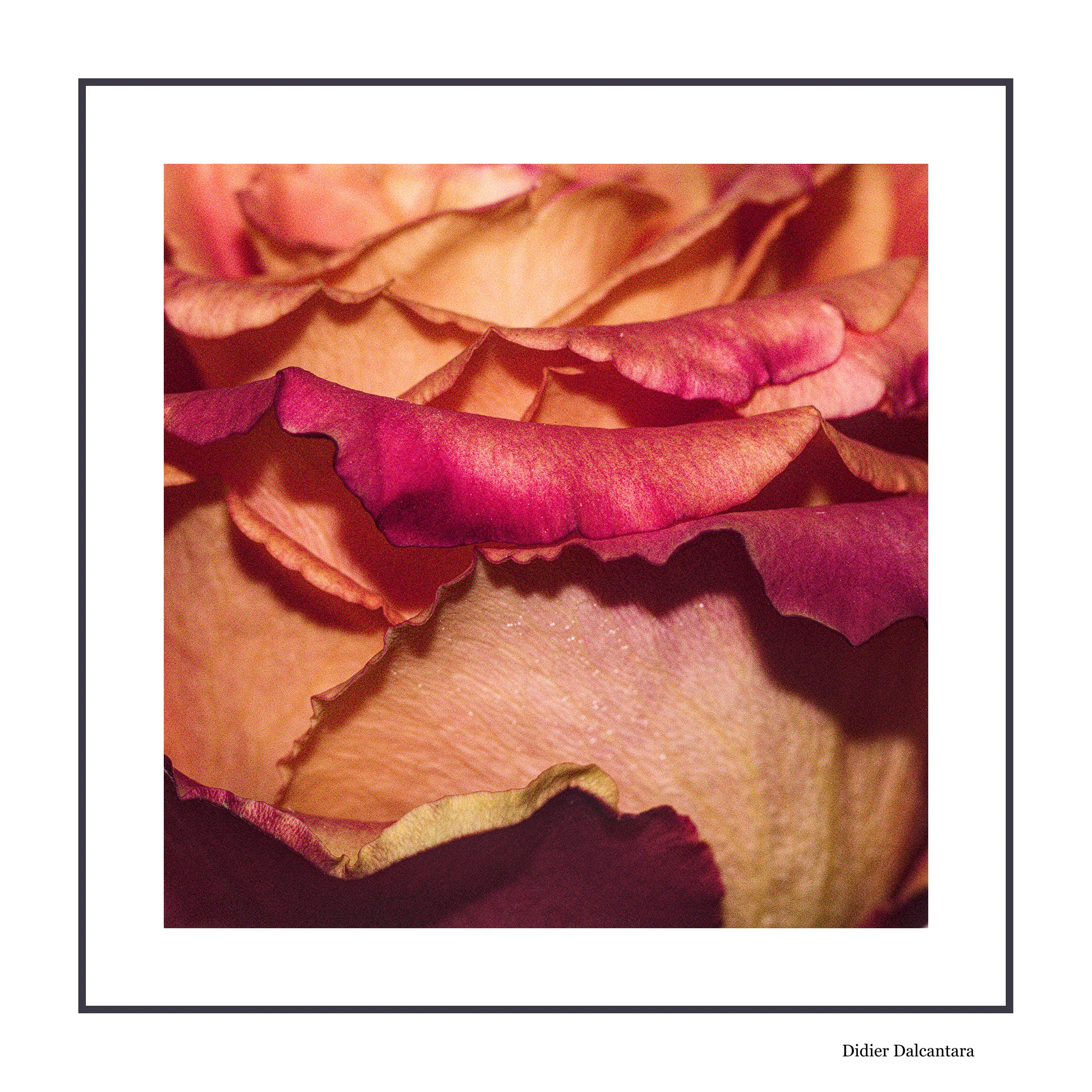 Roses en gros plan
