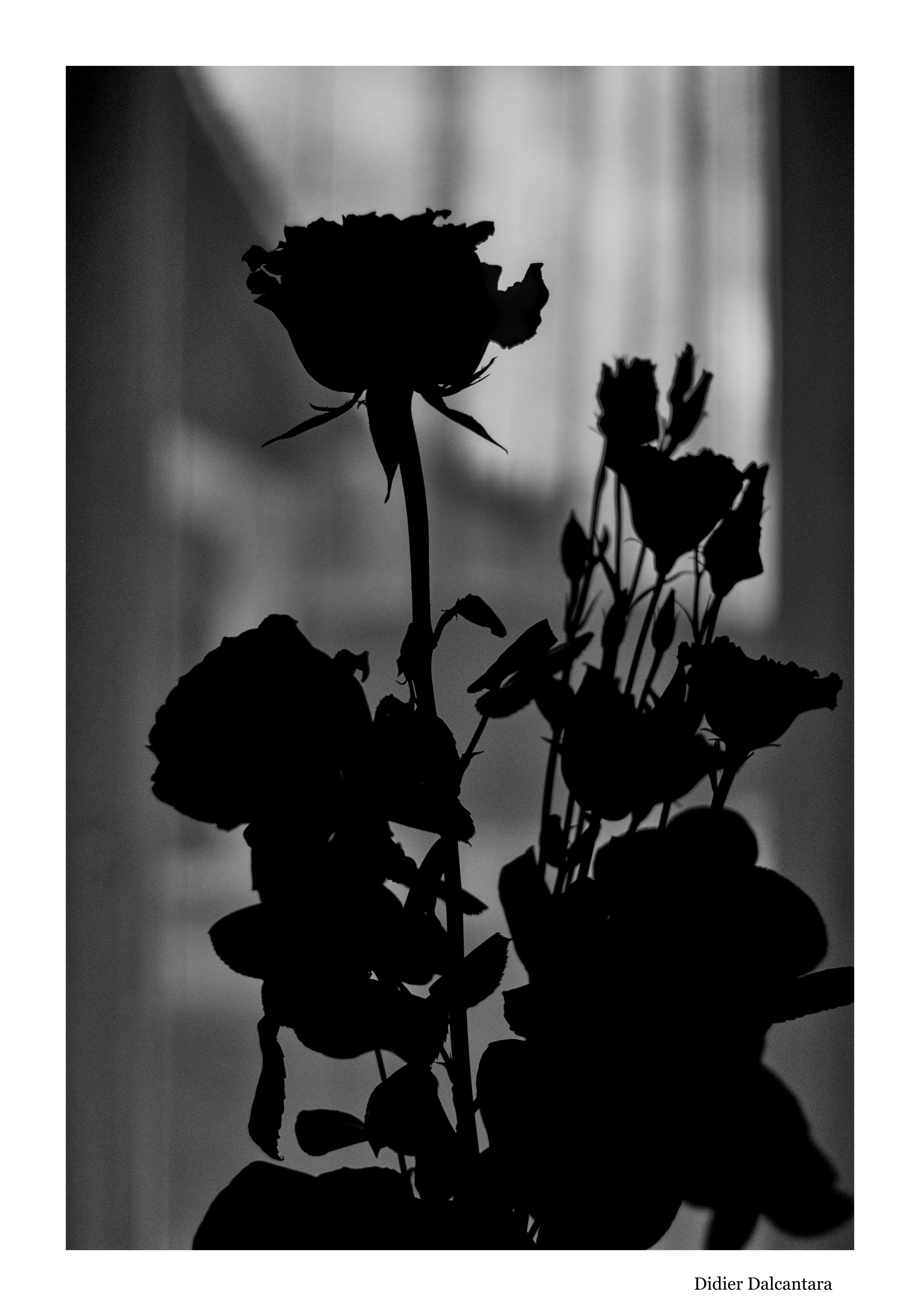 Roses en contre-jour
