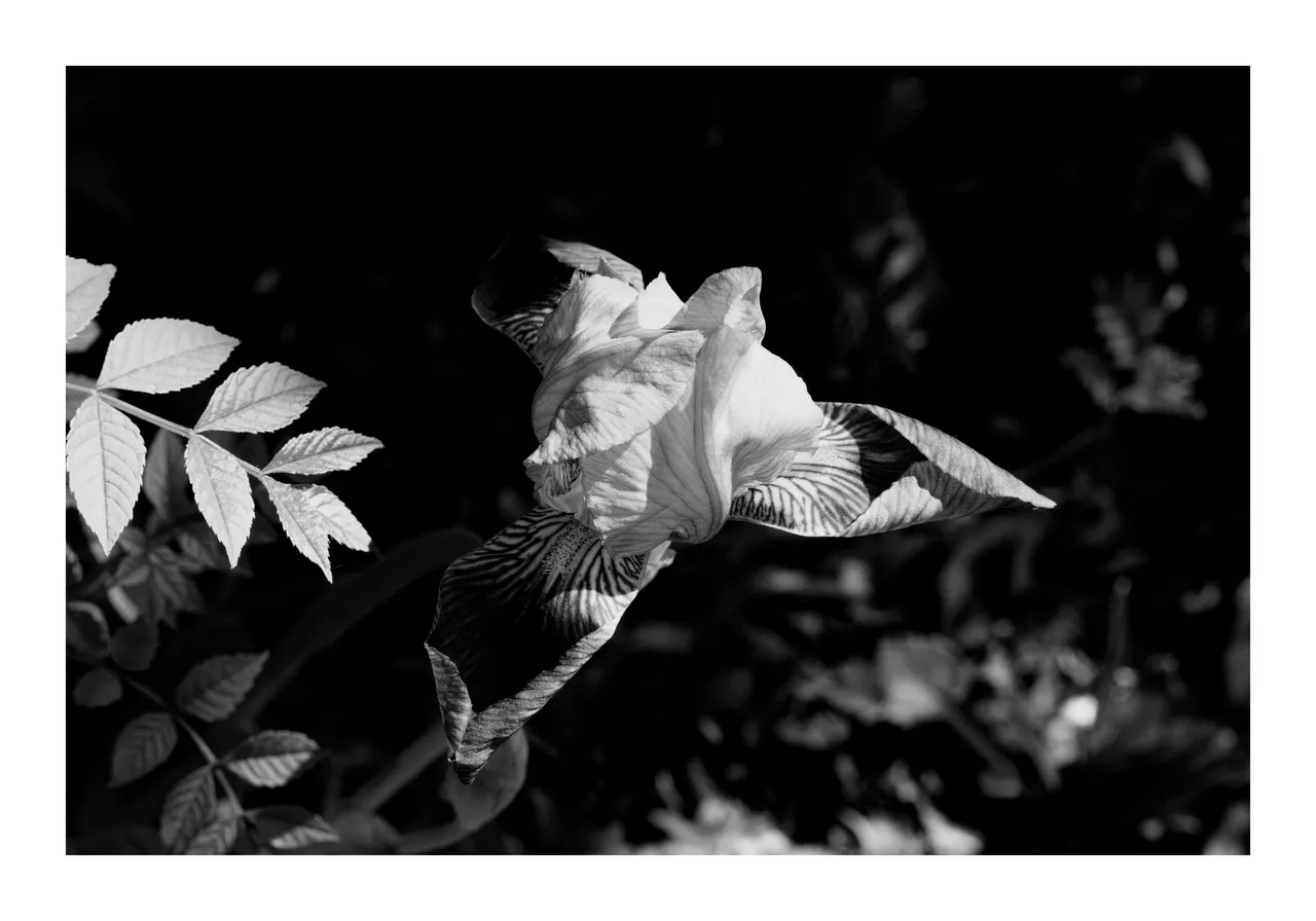 Lys en noir et blanc
