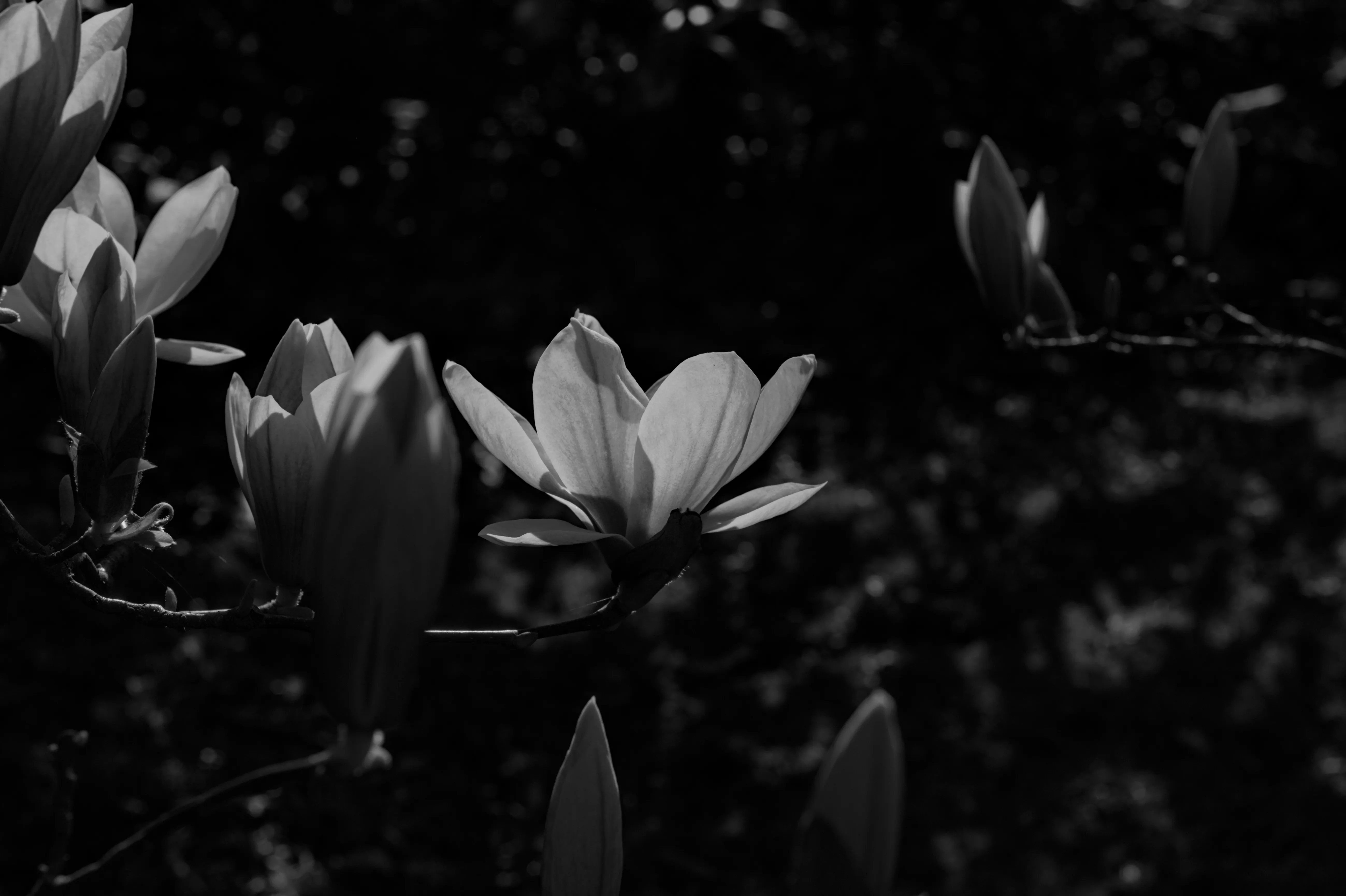 Magnolia en noir et blanc