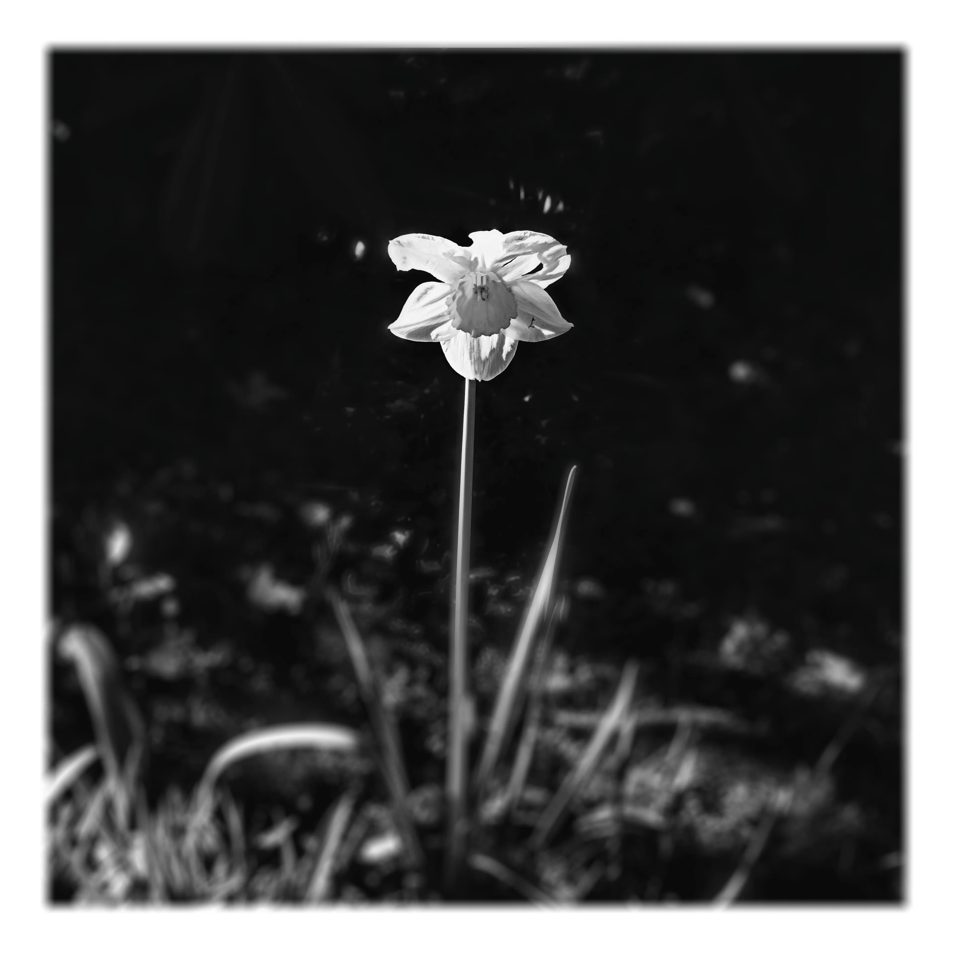 Narcisse en noir et blanc