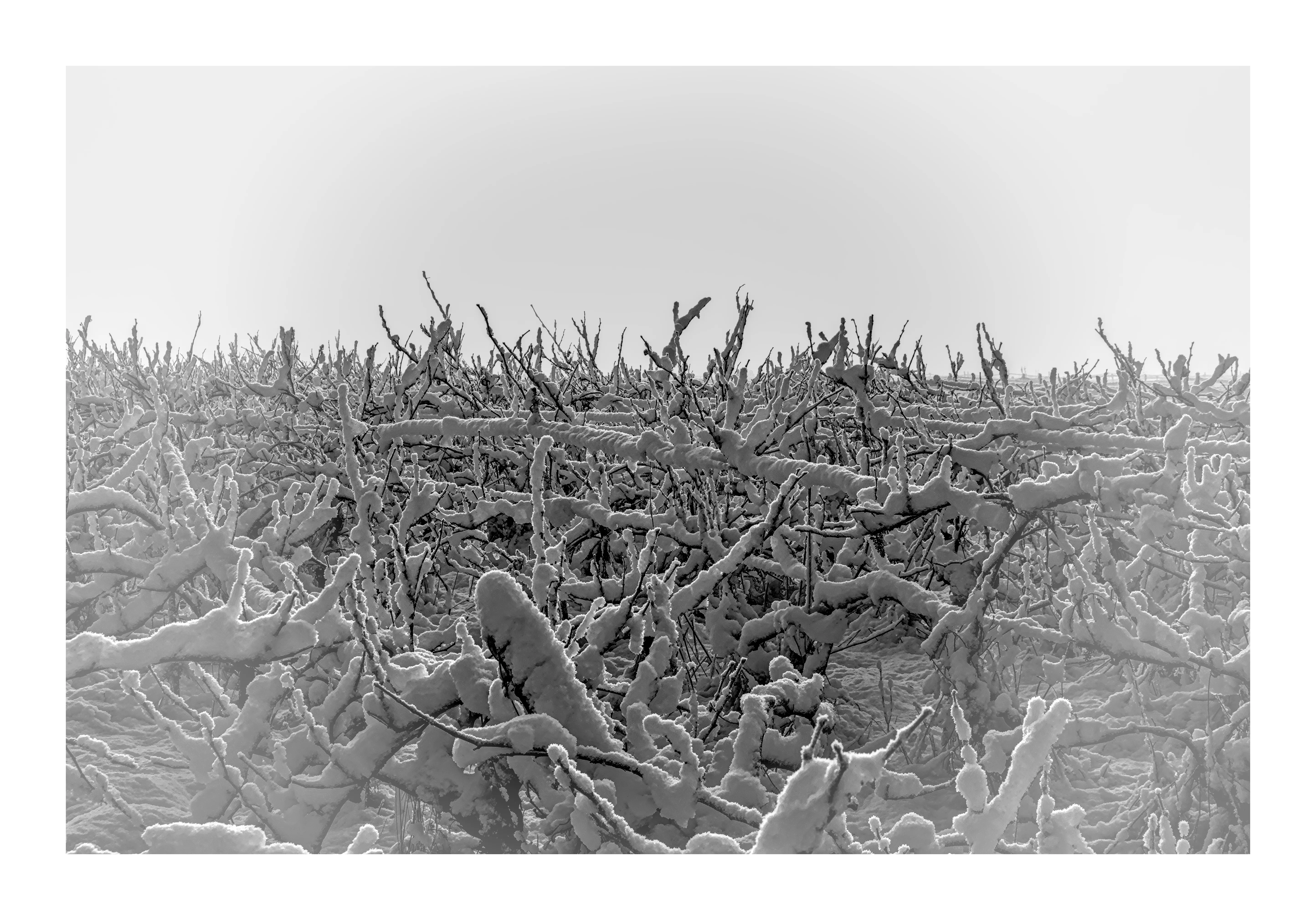 En attendant les vendanges