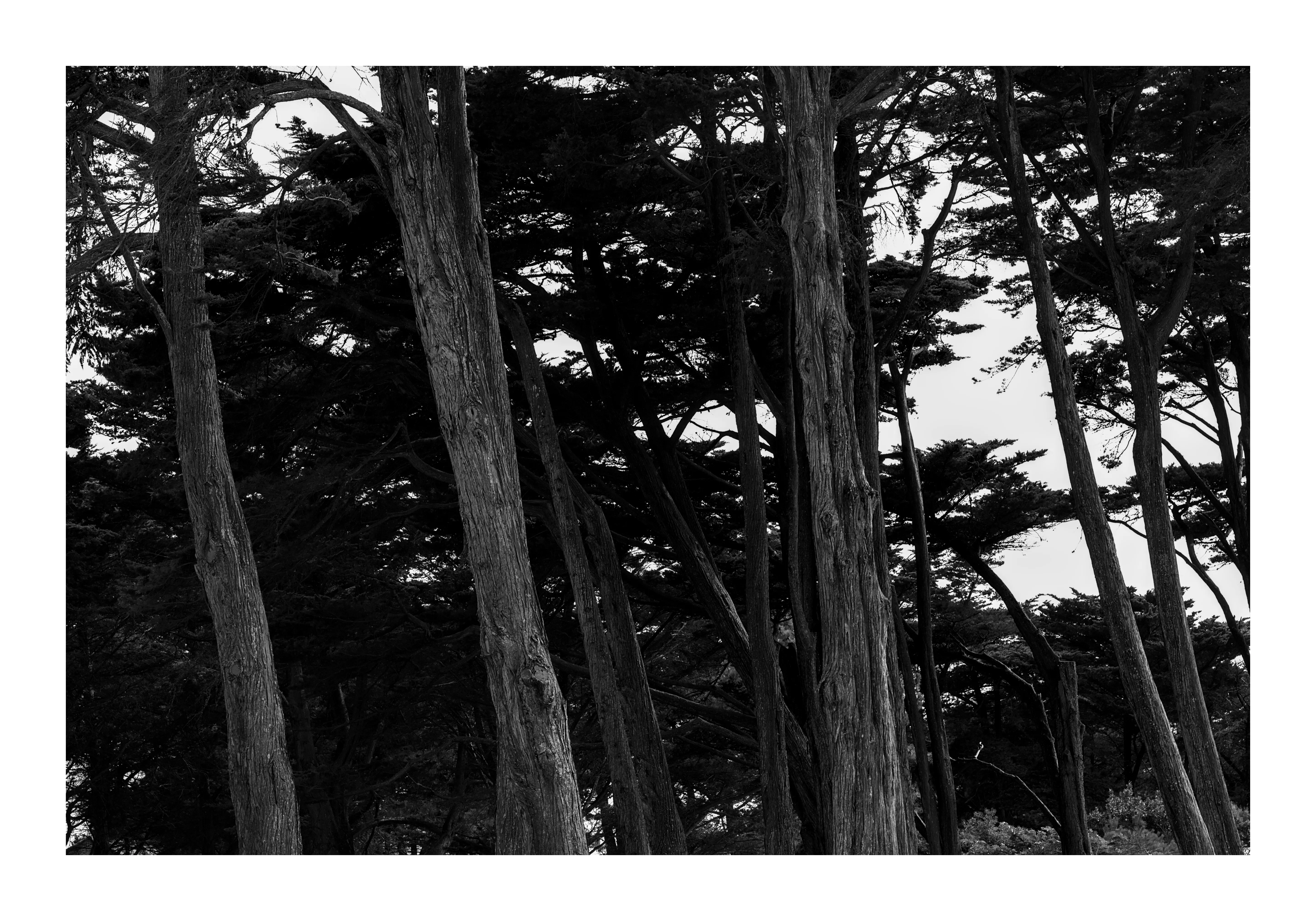 Troncs d'arbres, noir et blanc - Didier Dalcantara