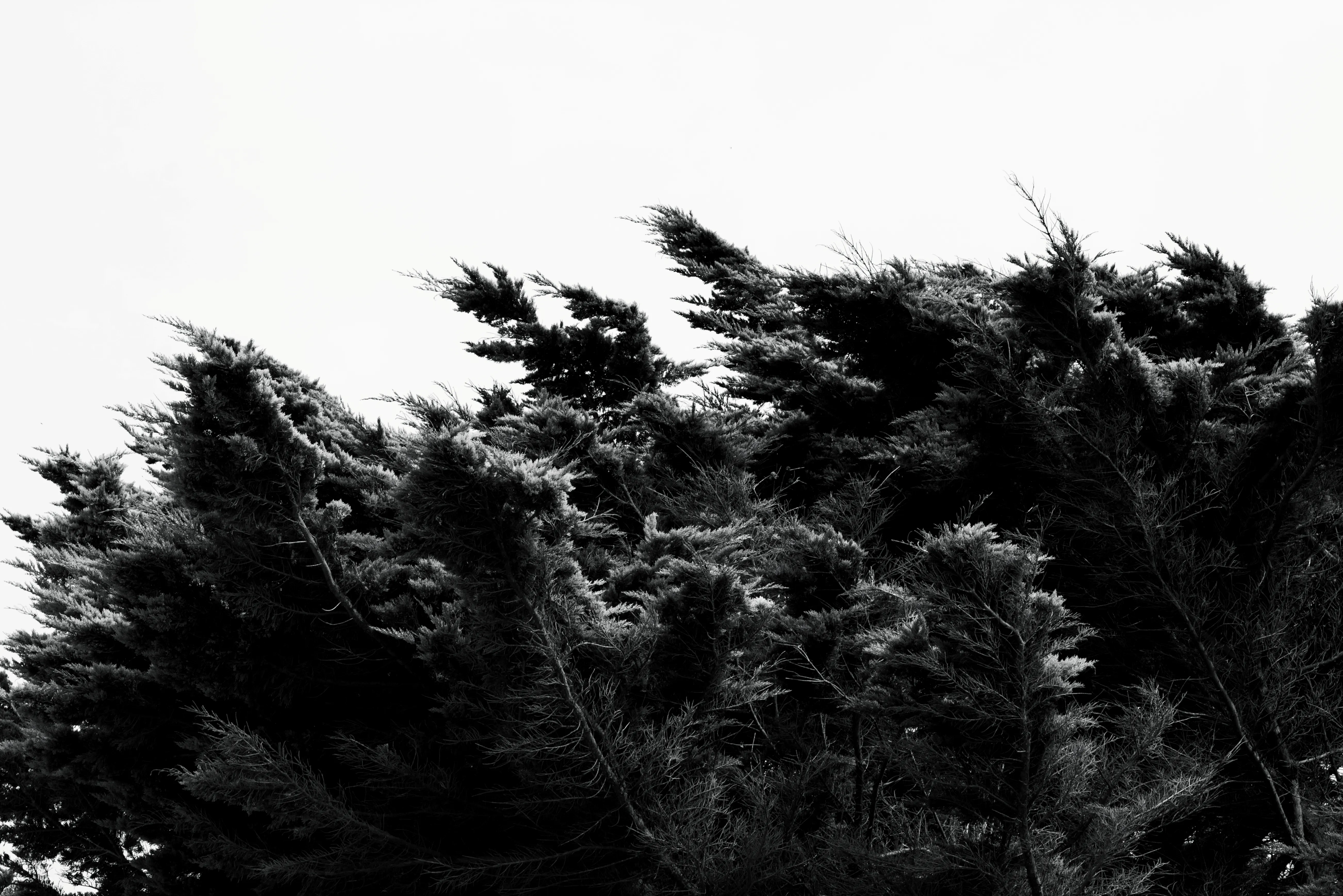 Plumes d'arbres, texture végétale - Didier Dalcantara