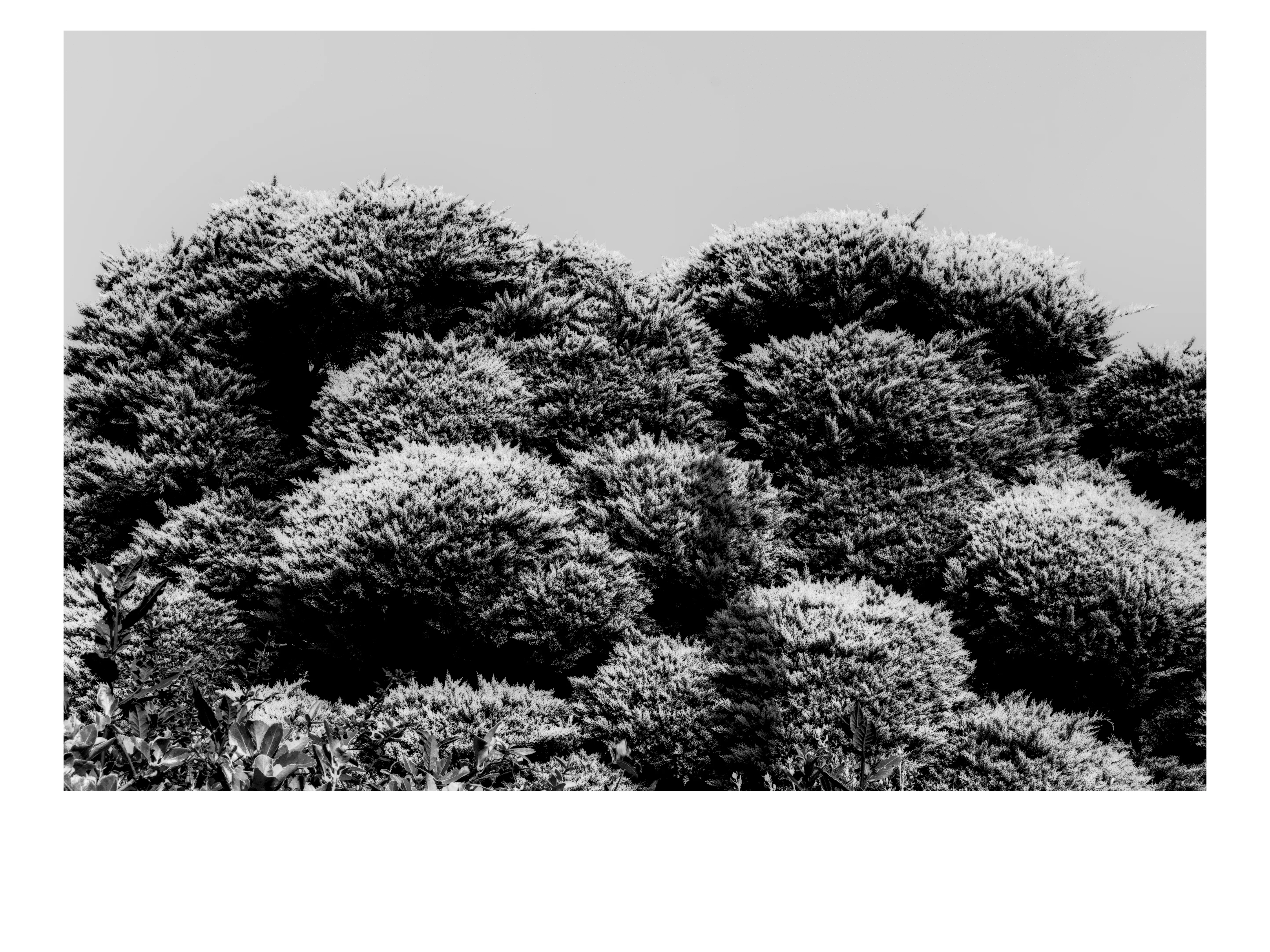 Arbre texture - Didier Dalcantara