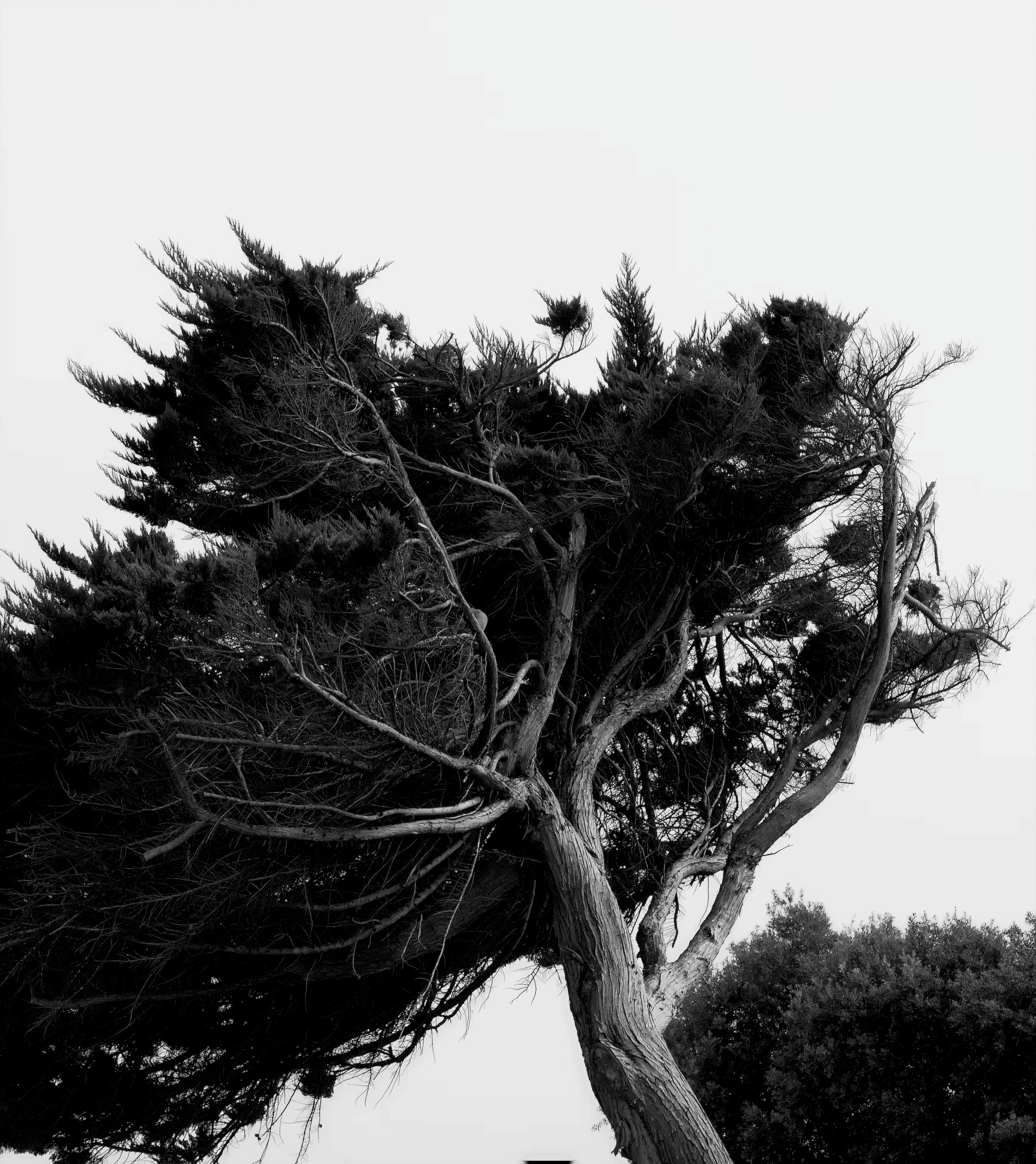 Série Arbres