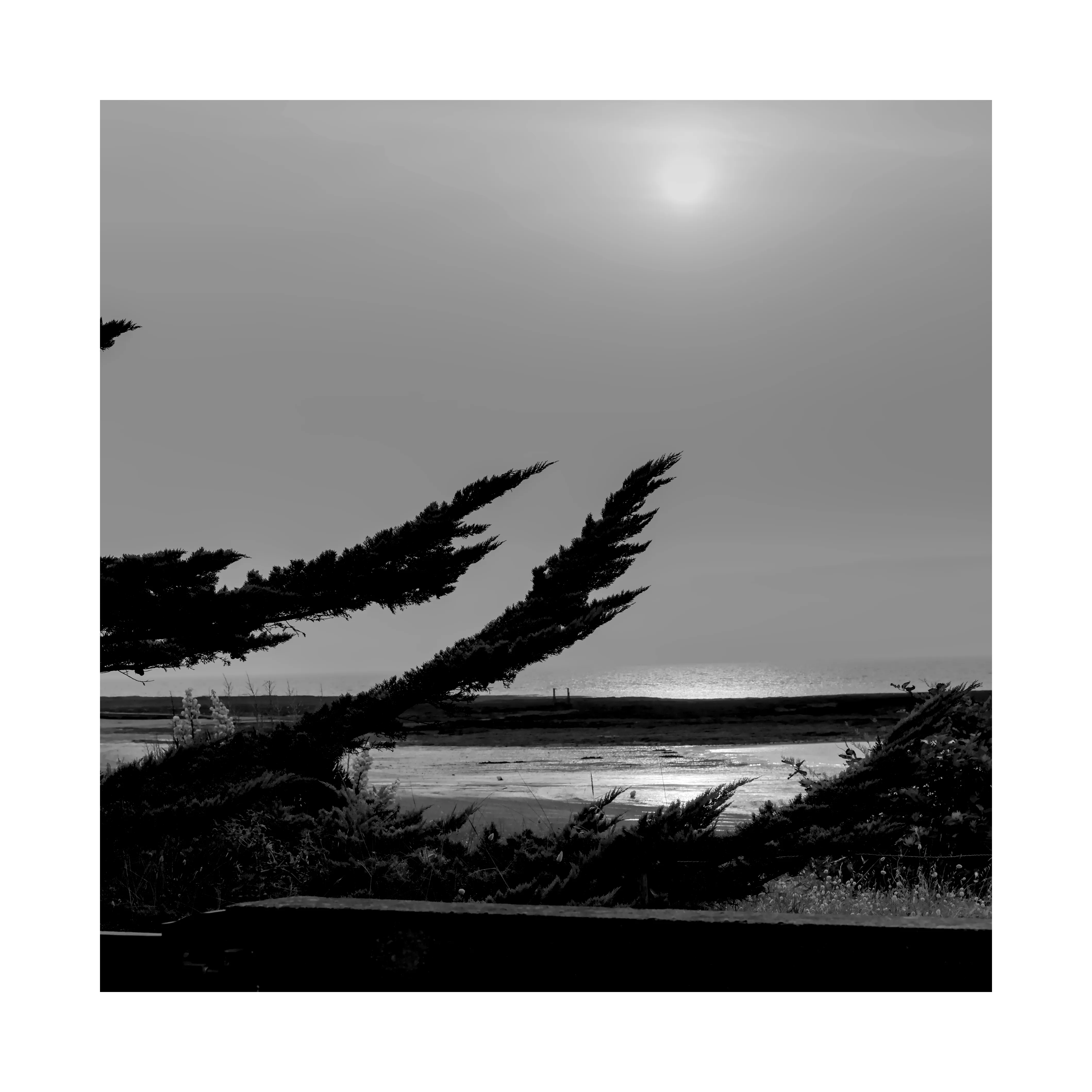 Arbre bord de mer - Didier Dalcantara